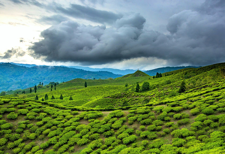 Assam and  Meghalaya